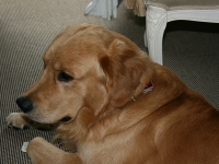 Lord Louis of Golden Summerby