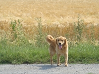 Louis im Kornfeld