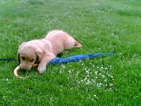 Louis als Welpe