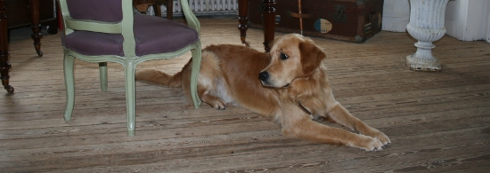 Herkunft von Lord Louis of Golden Summerby