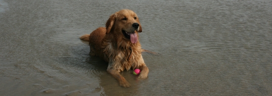 Lord Louis of Golden Summerby - Kontakt